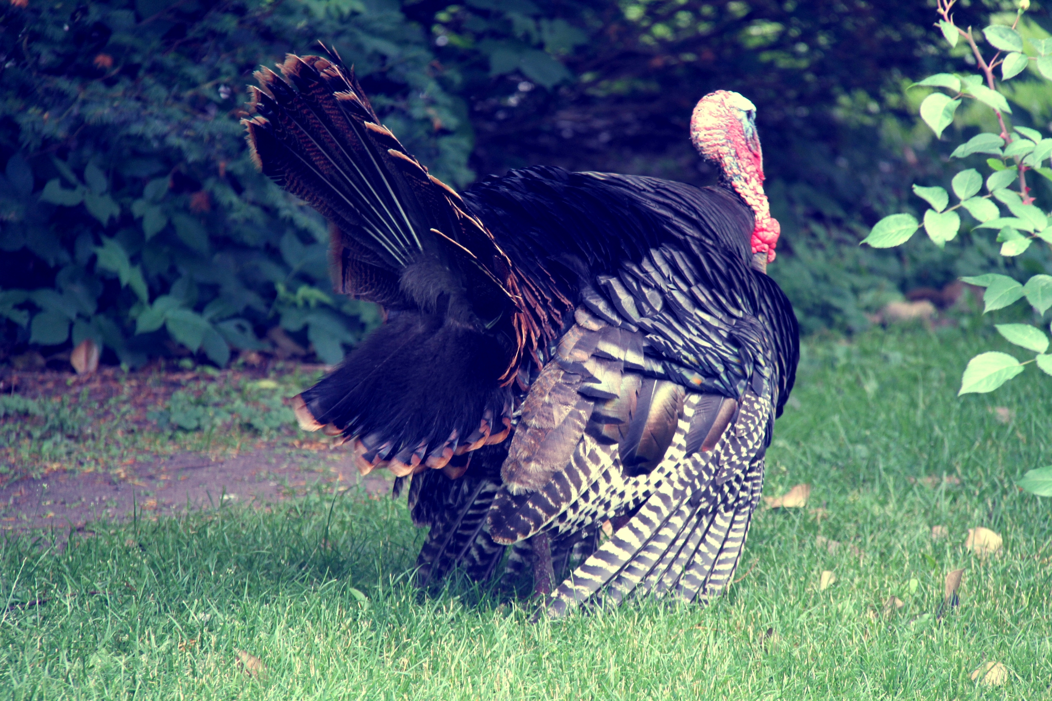 Frak That! Ep. 82: ‘Turkeys of the Year’